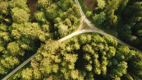 Birds eye tracking shot of forest path junction Stock Footage 117988426
