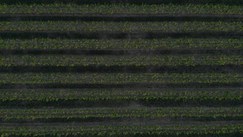 Bird's Eye Of Trees In Rows Stock Footage 89780557