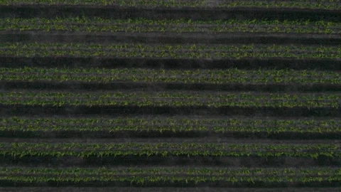 Bird's Eye Of Trees In Rows Stock Footage 89781171