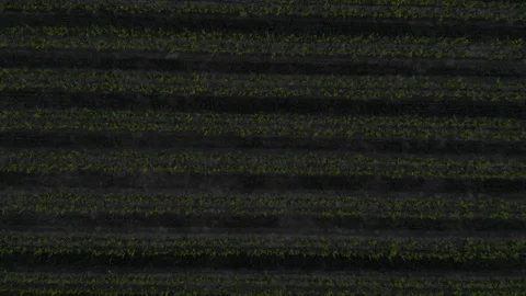 Bird's Eye Of Trees In Rows Stock Footage 89781436