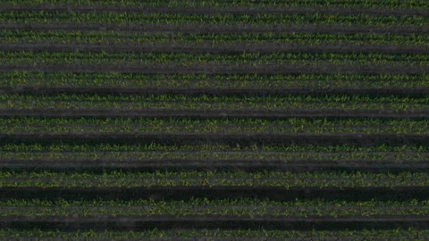 Bird's Eye Of Trees In Rows Revealing Rolling Mountains Stock Footage 89779469