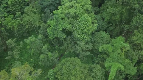 Bird's-Eye View of Adventurers Exploring Deep Wilderness and Forest Trail Video stock 337532001