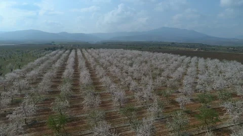 Bird's eye view of almond trees in bloom in fields in Spain. Vidéo 331920220