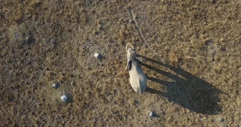 Birds-eye view of a big, large, elephant walking through the African bush Stock Footage 115315280