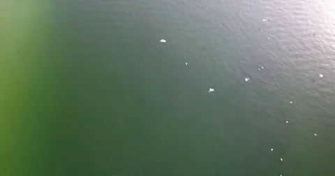 Birds eye view of birds in water Stock Footage 80402964