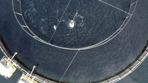 Bird's Eye View of an Cod and Pollock Aquaculture Fish Farm Stock Footage 118204776