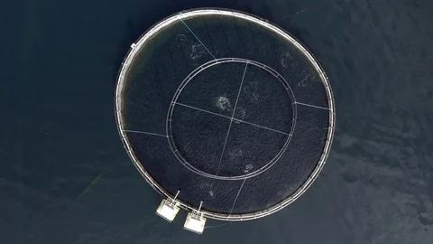 Bird's Eye View of an Cod and Pollock Aquaculture Fish Farm Stock Footage 118205157