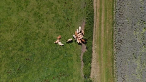 Bird's-Eye-View Cows By Borage Field Warwickshire UK Aerial Landscape Graded Stock Footage 138598586