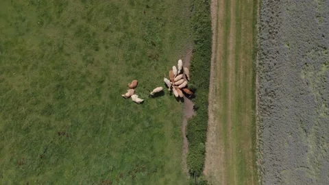 Bird's-Eye-View Cows By Borage Field Warwickshire UK Aerial Landscape D-Log Stock Footage 138598608
