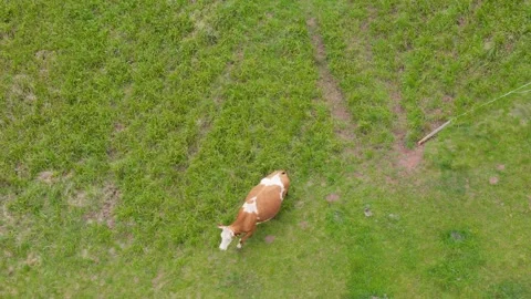Birds-eye view of cows on a large grassy pasture. Drone-captured. Sustainab.. Stock Footage 283974766