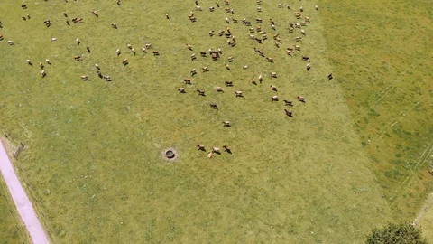 Birds Eye View / Cows Scattering Stock Footage 126693772