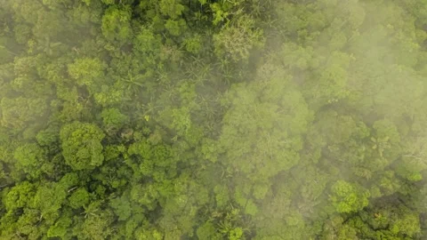 Bird's eye view of dense Amazon rainforest canopy veiled by drifting morning fog 스톡 동영상 308421770