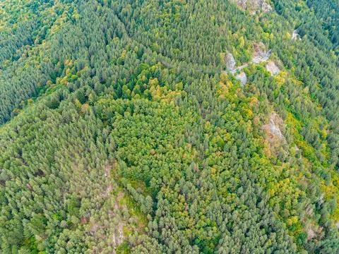 Bird's eye view of dense forest in mountainous area showcasing varied green.. Stock Photos