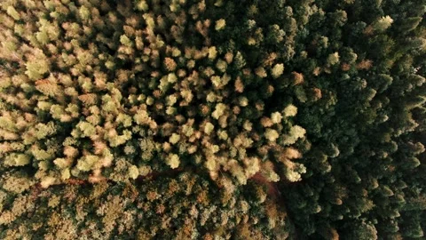 Bird's eye view of dense woods Video stock 270447010