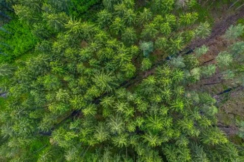 Birds eye view from the drone to a empty road through the forest with high trees Stock Photos