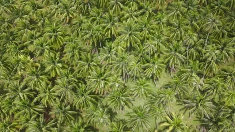 Birds eye view from the drone flying over coconut forest. Stock Footage 204070301