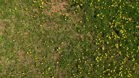 Birds Eye View Drone Tracking Over Yellow Flower Pasture and Green Grass 库存影片 338433759