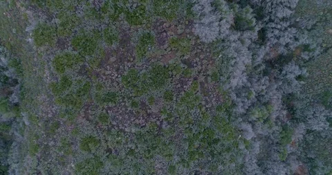 Bird's eye view of enchanted blue forest Stock Footage 86906594