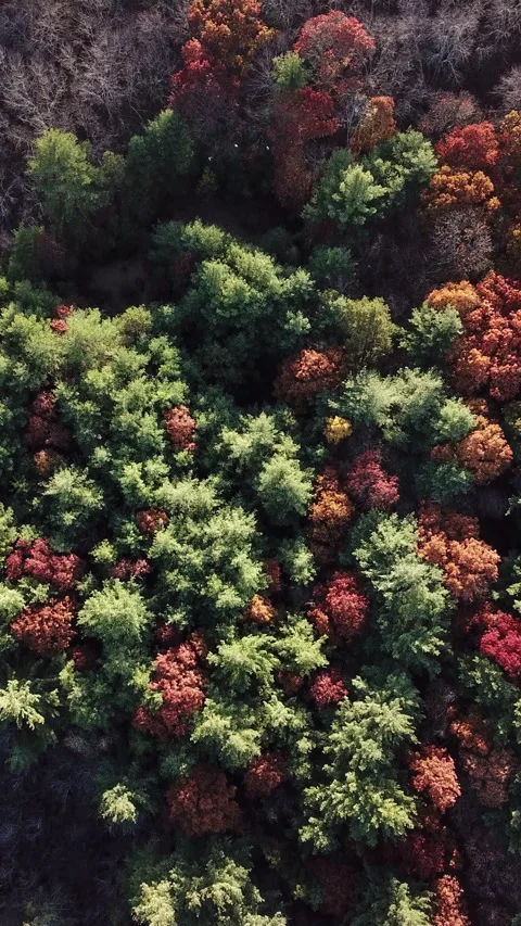 Bird's Eye View of Fall Foliage in New England Stock Footage 275300685