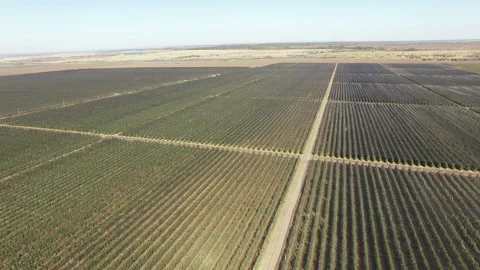 Bird's eye view of the fields with vegetable beds Video stock 153030441