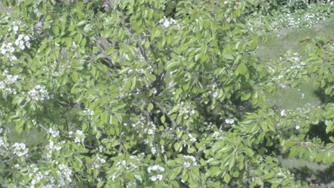 Birds eye view of flowering tree ungraded 100 Mb footage Stock Footage 184932653