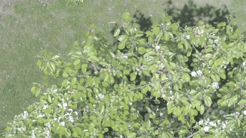 Birds eye view of flowering tree ungraded 100 Mb footage Stock Footage 184932719