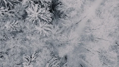 Bird`s Eye View of forest covered in snow // South Germany 库存影片 127586855