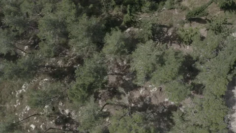 Bird's eye-view of a forest at daytime 스톡 동영상 136811992