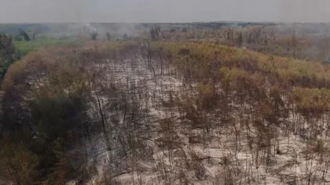 Bird's-eye view of a forest fire. Fire destroys many trees Stock-Footage 220600860