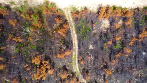 Birds eye view of a forest fire aftermath on a large scale. Video stock 249130986