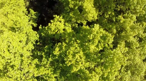 Bird's eye view of a forest 库存影片 39804801