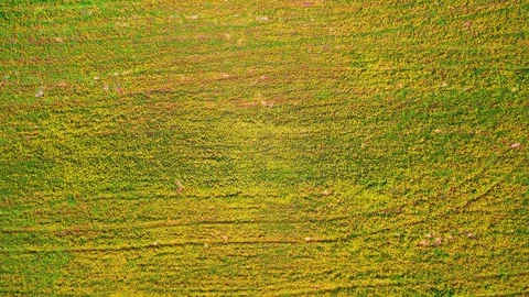 Birds-eye view of a forest Stock Footage 119329894