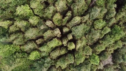 Birds eye view of a forest Stock Footage 200977748