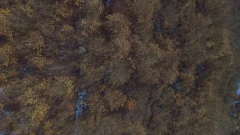 A bird's-eye view of the forest Stock Footage 301393145