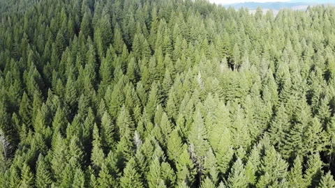 Birds Eye View of Forest Vídeos de archivo 329185712