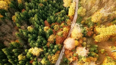 Birds eye view of forest landscape with road in fall Stock Footage 100058351