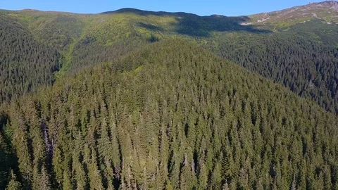 Birds eye view of  forest in mountains Video stock 79991953