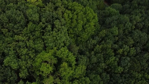 A bird's-eye view of the forest. The texture of the forest Stock Footage 207444472