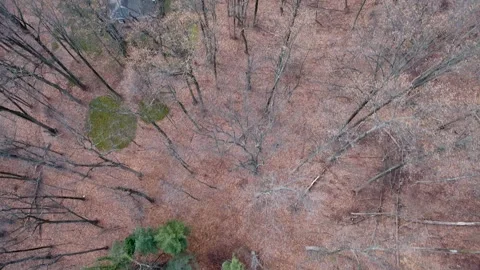Birds-Eye-View of Forest in Winter. No Snow. 4k Aerial Stock Footage 145340483