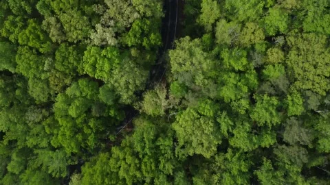 Birds eye view forward flight of tree tops and county road Видео 239077234