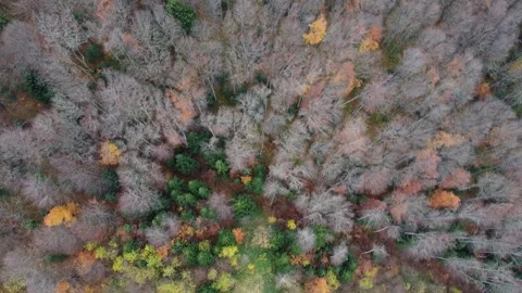 Bird’s eye view of golden fall forest in mountain landscape Stock Footage 337047714