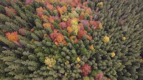 Birds Eye View of Golden Fall Forest and Green Conifer Woodland Stock Footage 339649332
