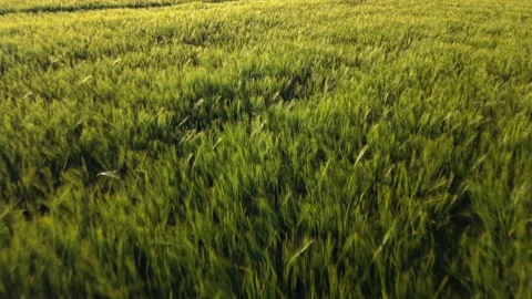 Birds eye view of a green barley field in May in Germany. Field inspection using Stock Footage 340891791