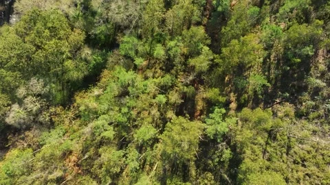 Bird's Eye View Of Green Trees In The Forest On A Sunny Day. - aerial shot Stock Footage 260900718