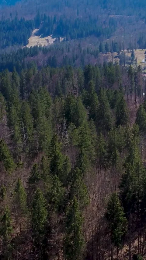 Birds Eye View of Green Trees in a Forest During Daytime in Spring Near a Stock Footage 334856441