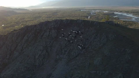 Bird's-eye view of a herd of mountain goats, with a mountain landscape Stock Footage 123111016