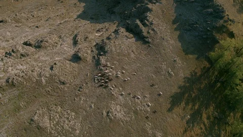 Bird's-eye view of a herd of mountain goats, with a mountain landscape Stock Footage 123111176