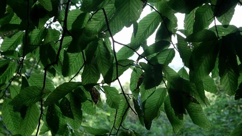 Birds Eye View From Inside Tree Stock Footage 115470166