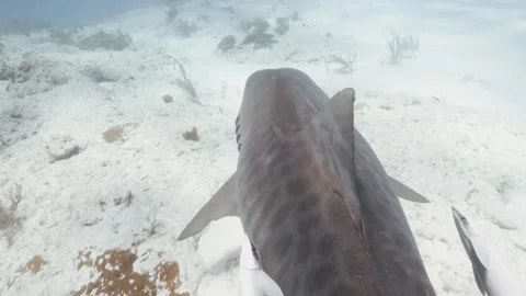 Birds eye view of a large female pregnant tiger shark Stock Footage 297219086