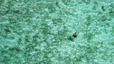 Bird's eye view of lonely turtle swimming in crystal water of Isle of Stock Footage 204911071